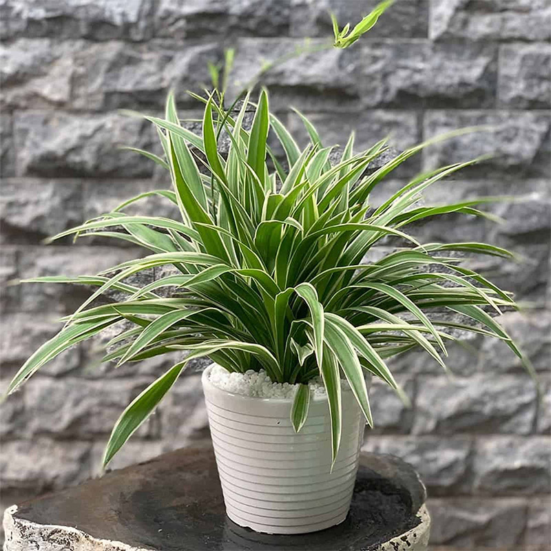 mệnh kim trồng cây gì