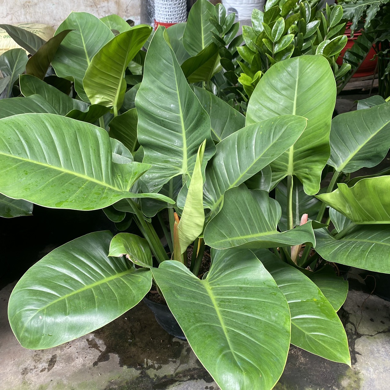 cây trầu bà đế vương