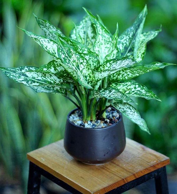 mệnh mộc trồng cây gì