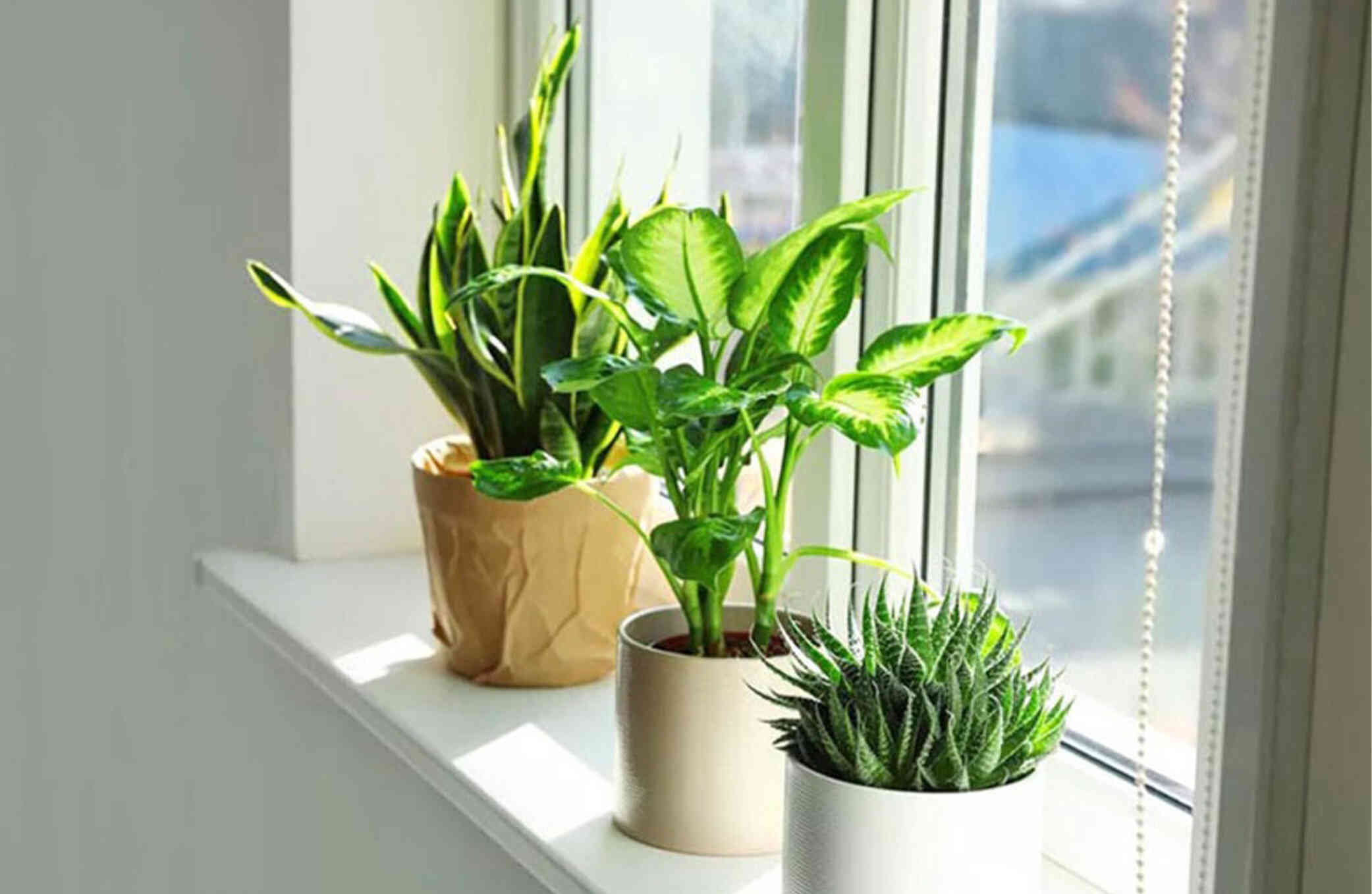 mệnh thủy trồng cây gì