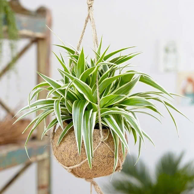 mệnh kim trồng cây gì