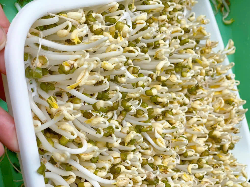 cách làm giá đỗ