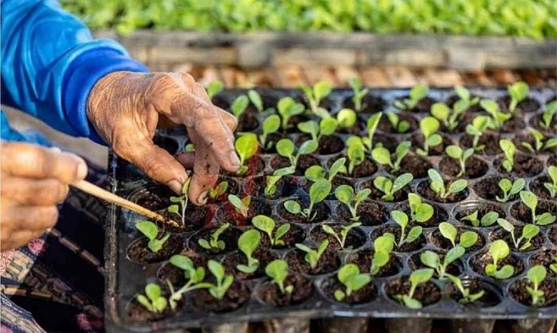có mấy phương pháp chọn tạo giống cây trồng