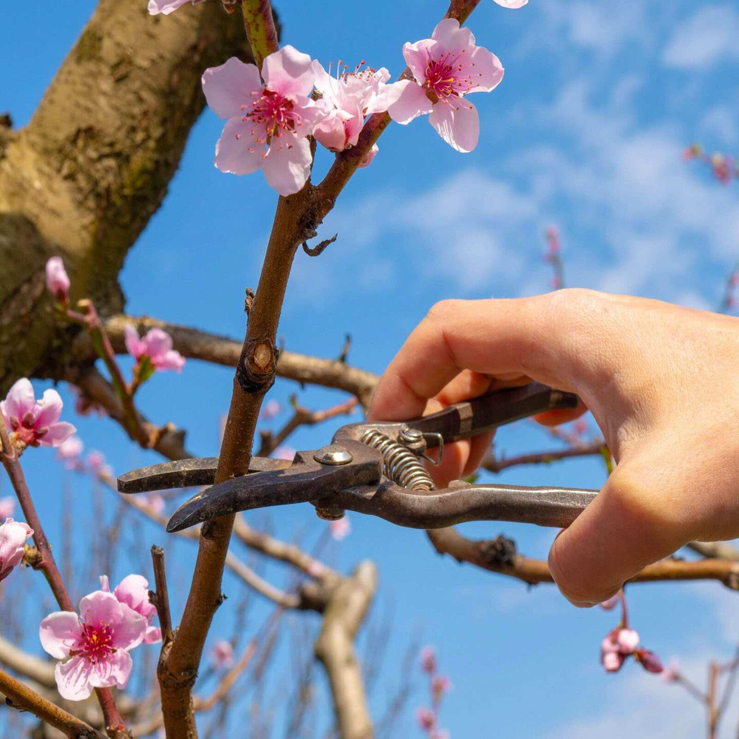 hoa đào ngày tết