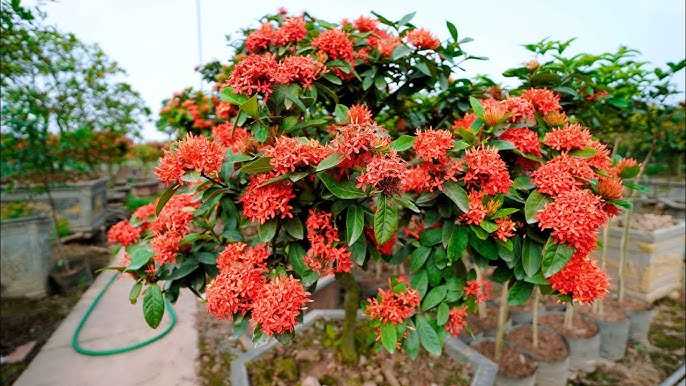 hoa mẫu đơn