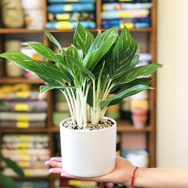 mệnh mộc trồng cây gì