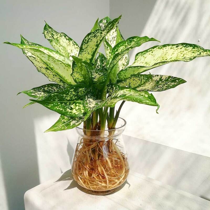 mệnh thủy trồng cây gì