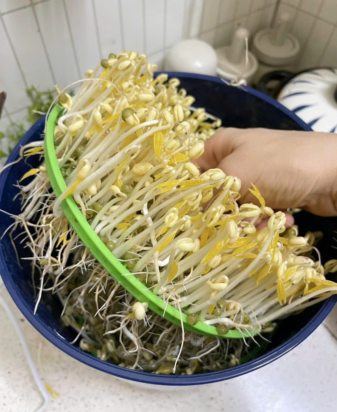 cách làm giá đỗ