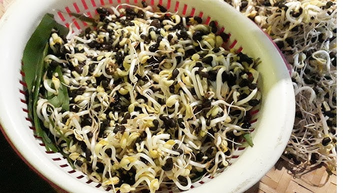 cách làm giá đỗ