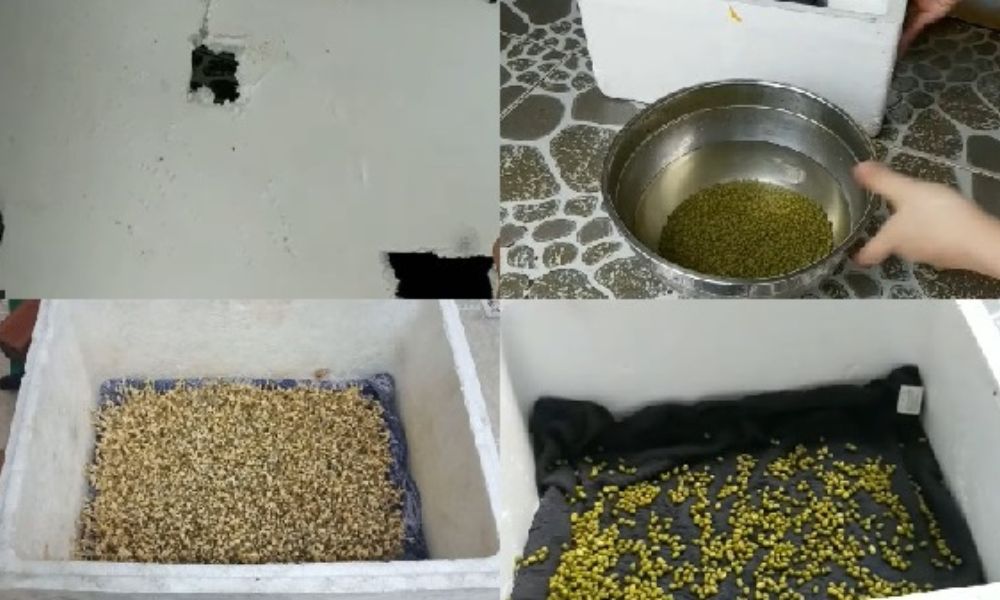 cách làm giá đỗ