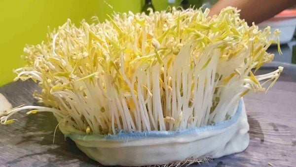 cách làm giá đỗ