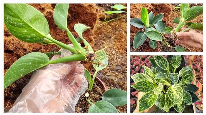 cây trầu bà đế vương