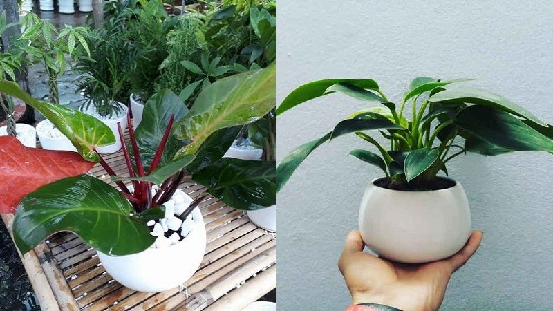 cây trầu bà đế vương