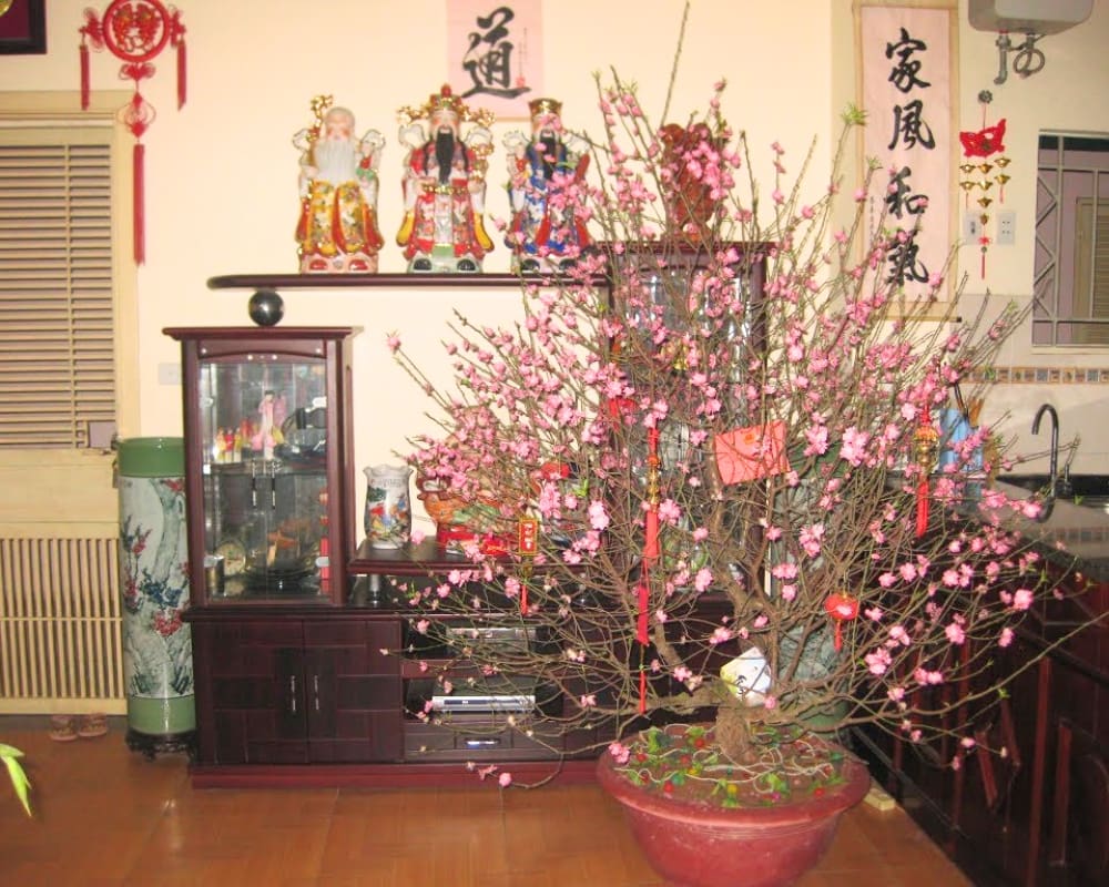 hoa đào ngày tết