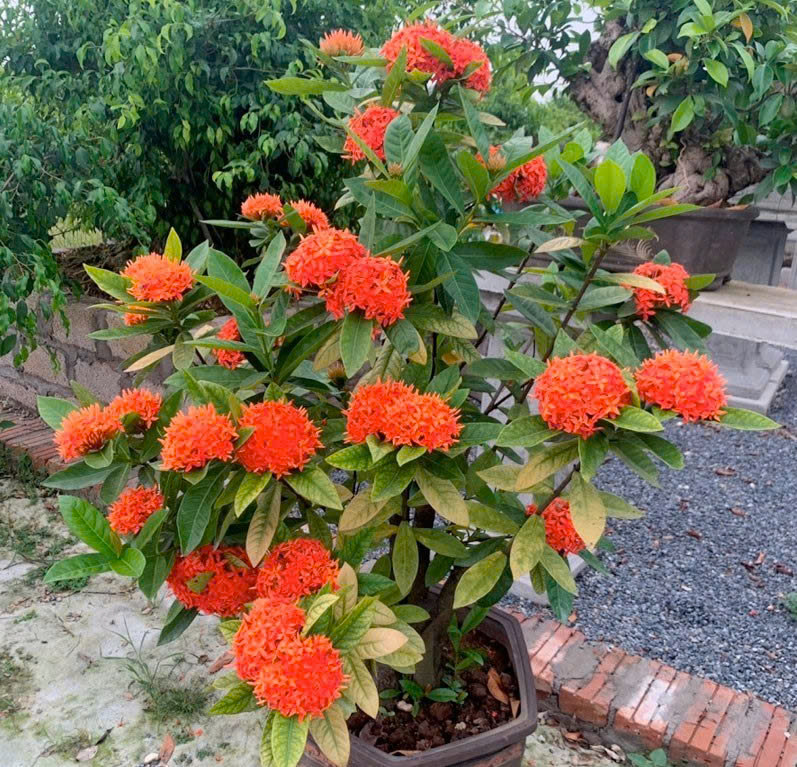 hoa mẫu đơn