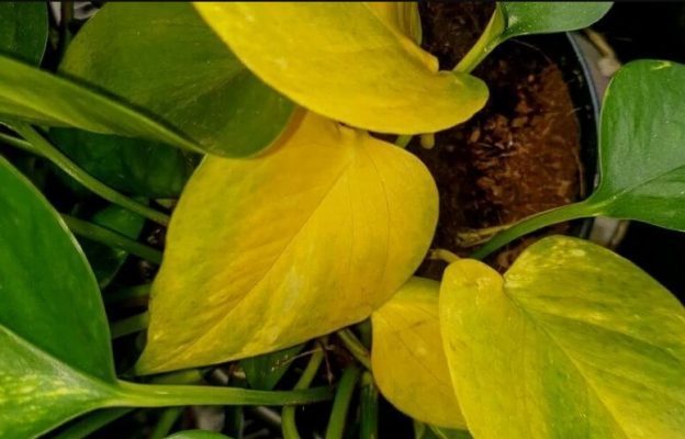 cây trầu bà đế vương