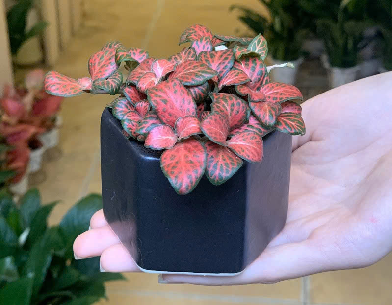mệnh hỏa trồng cây gì