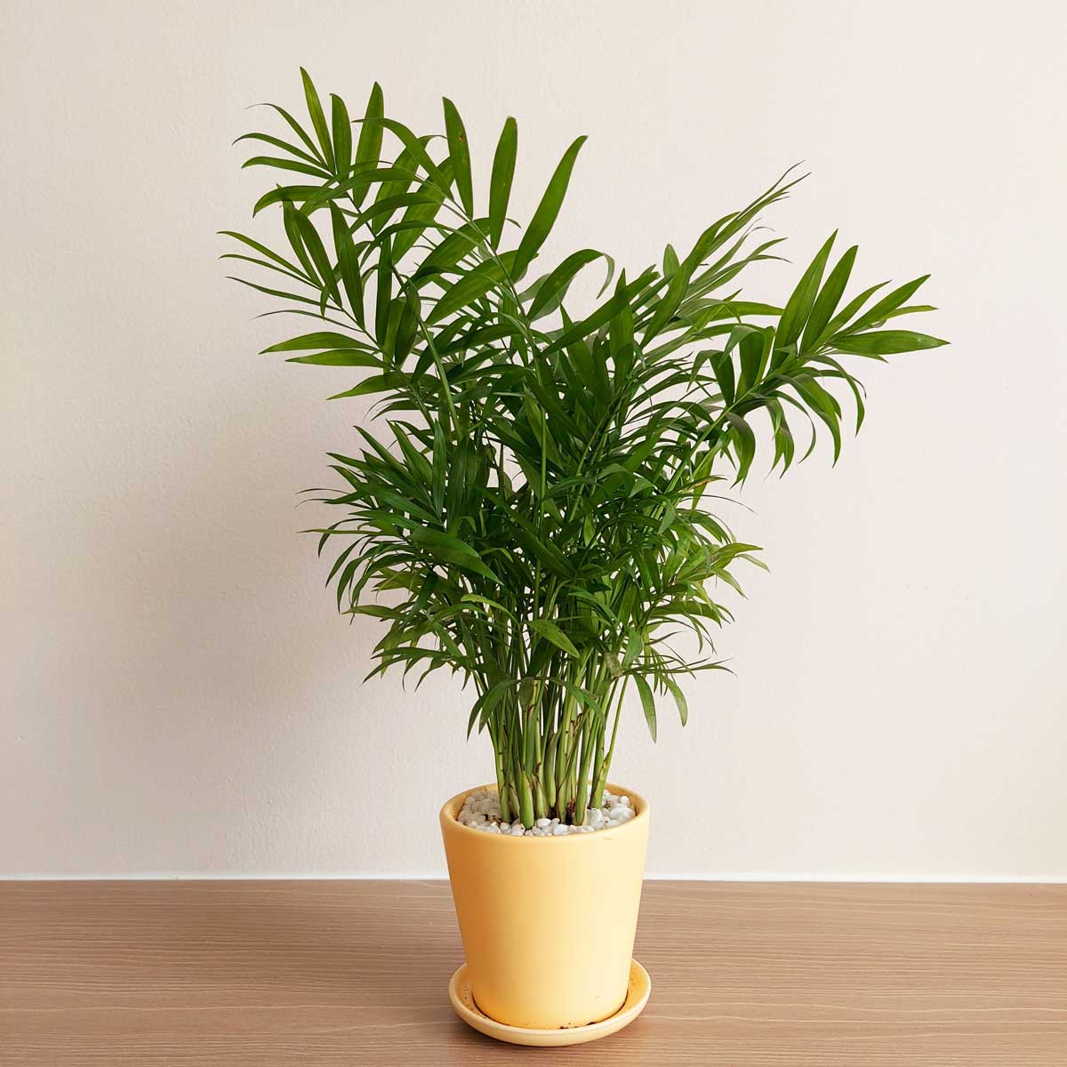 mệnh kim trồng cây gì