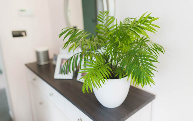 mệnh mộc trồng cây gì
