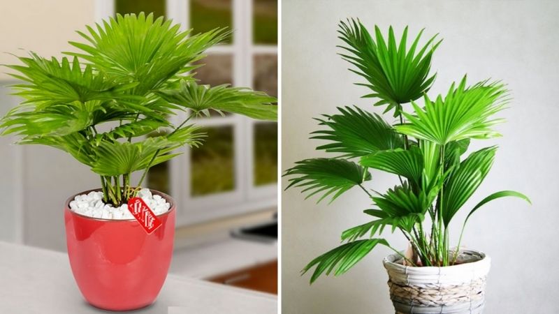 cây trồng trong nhà