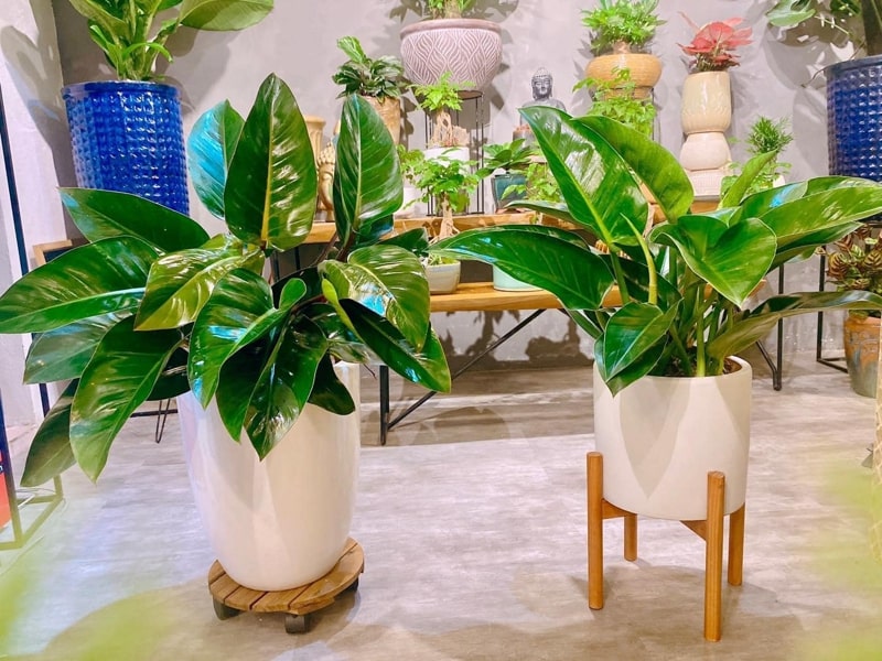 mệnh mộc trồng cây gì