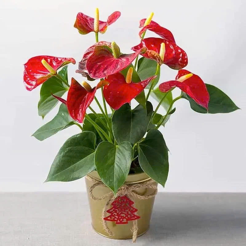 mệnh hỏa trồng cây gì