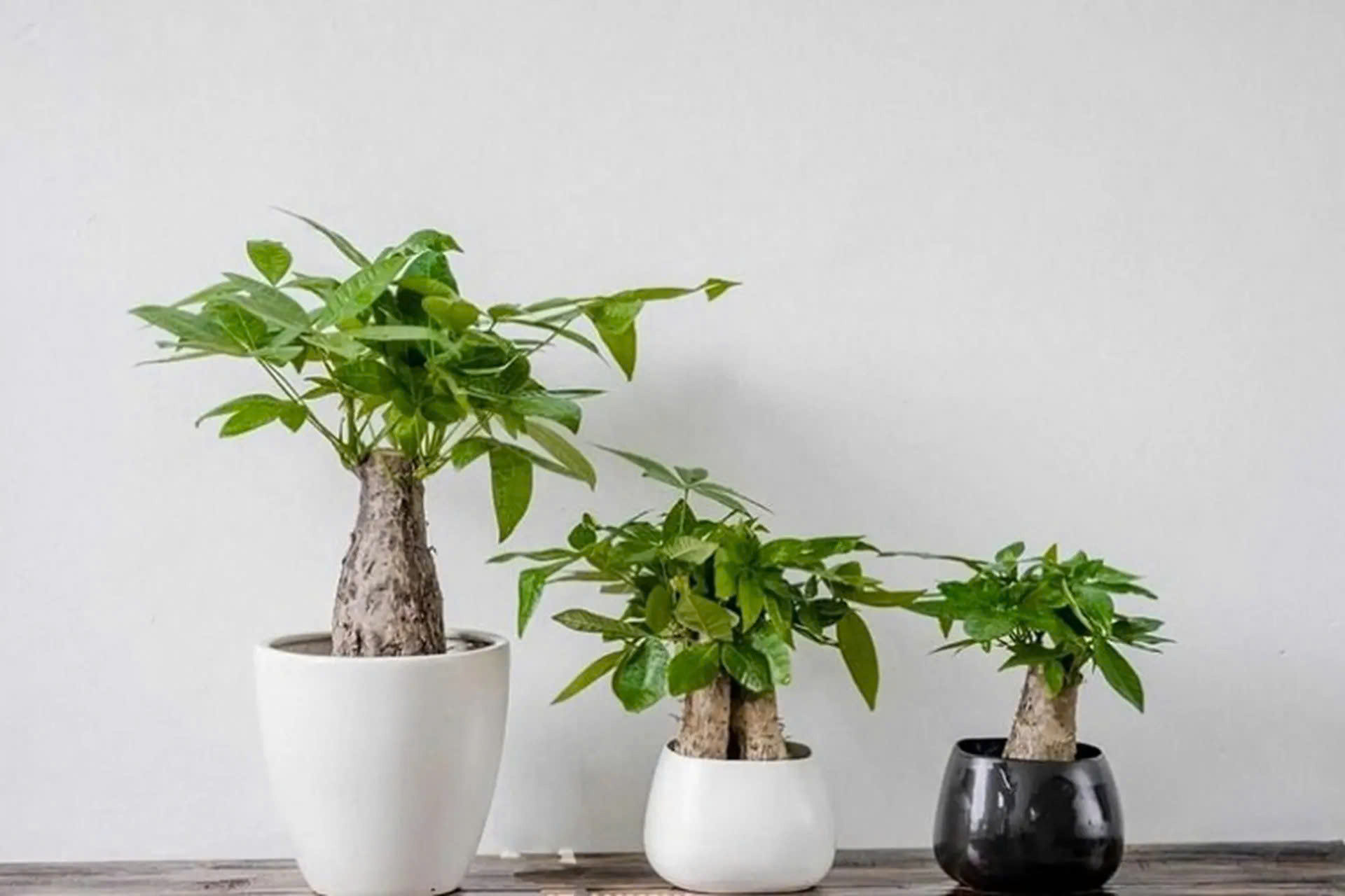mệnh hỏa trồng cây gì
