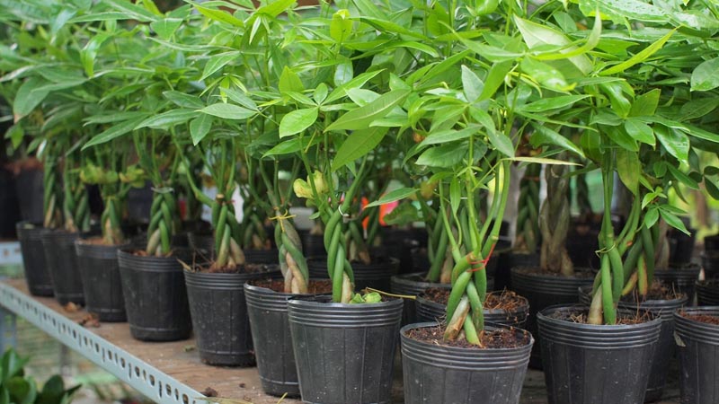 mệnh mộc trồng cây gì