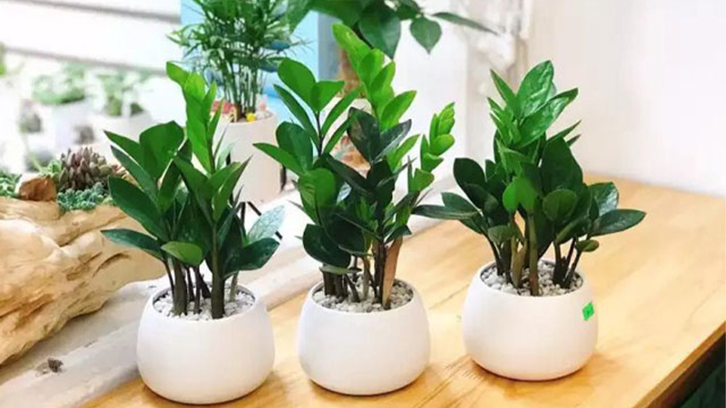 mệnh thủy trồng cây gì