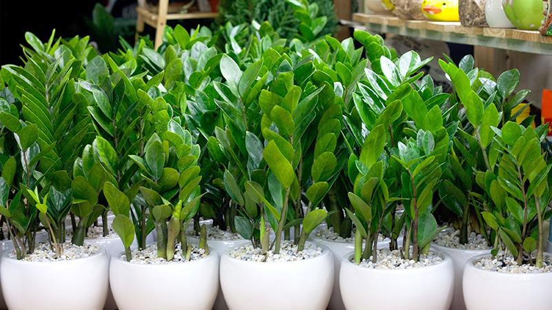mệnh kim trồng cây gì
