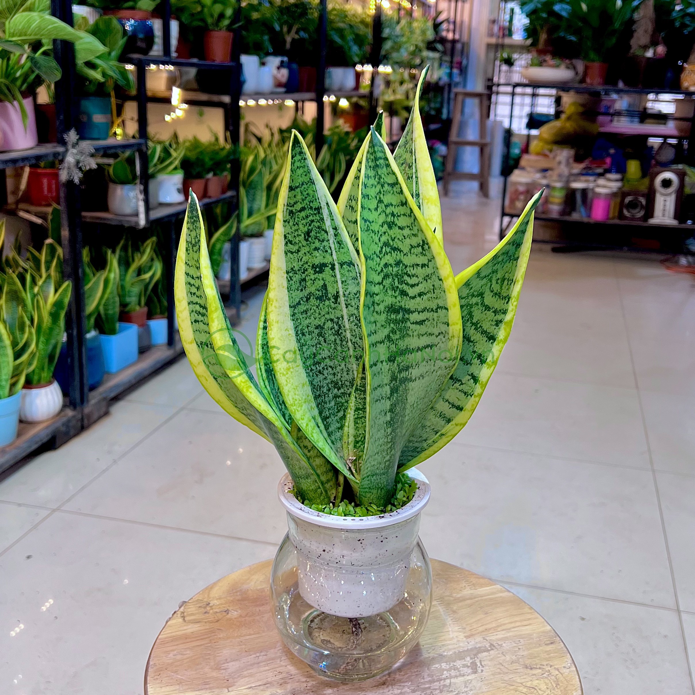 mệnh thủy trồng cây gì