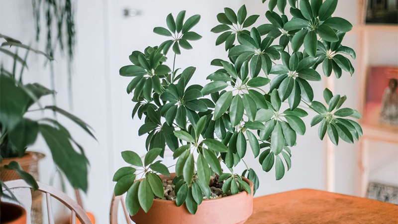 mệnh hỏa trồng cây gì