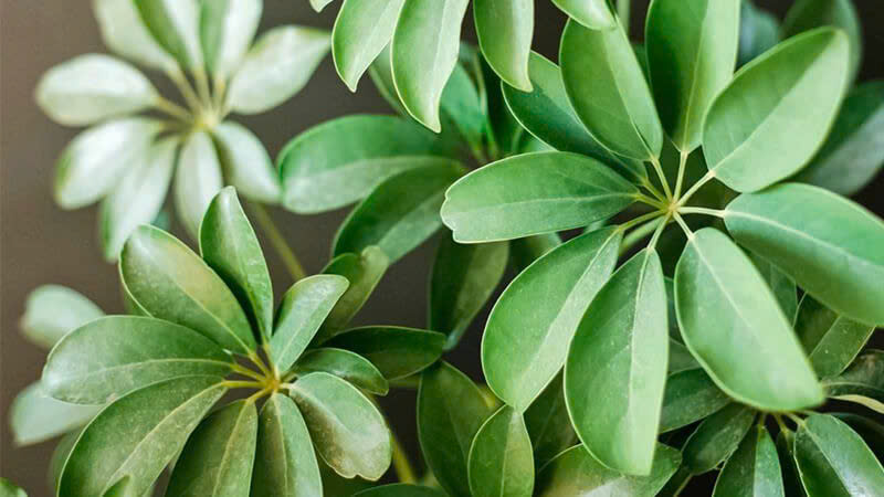 mệnh mộc trồng cây gì