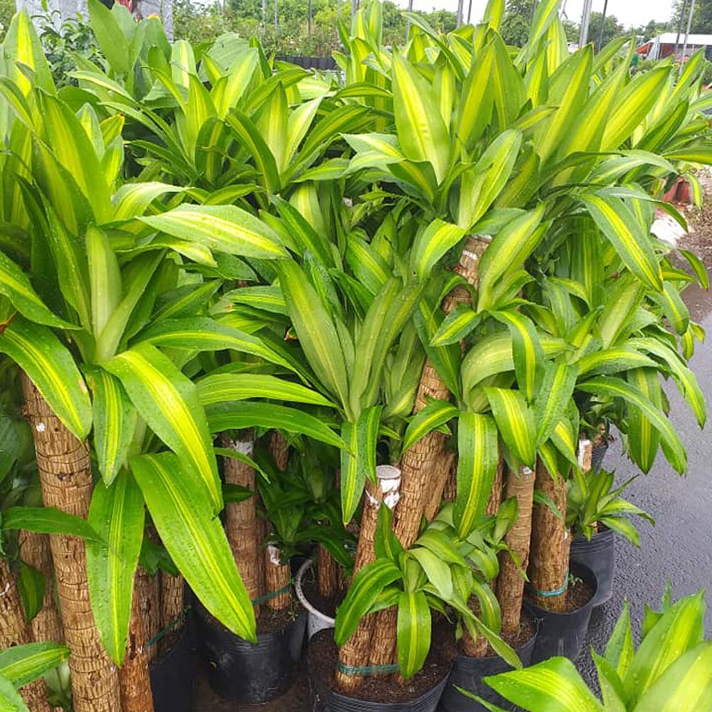 mệnh hỏa trồng cây gì