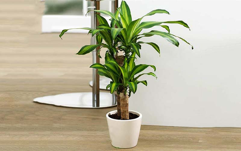 cây trồng trong nhà