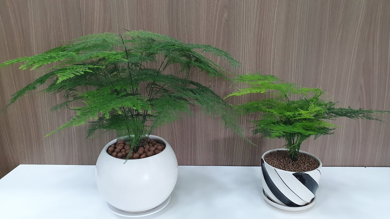 mệnh mộc trồng cây gì