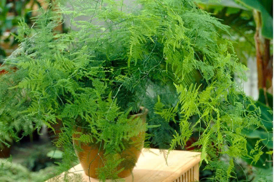mệnh thủy trồng cây gì
