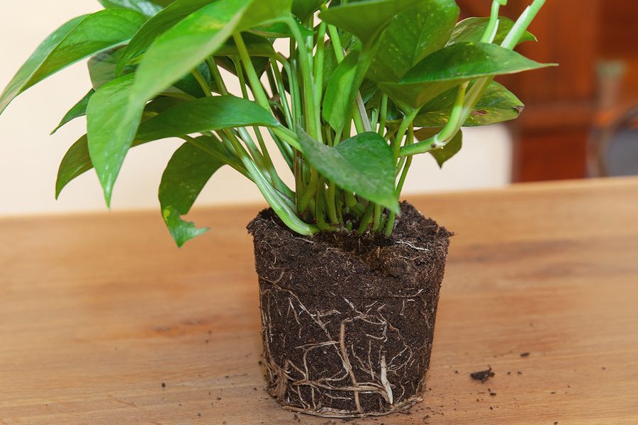 cây trầu bà đế vương