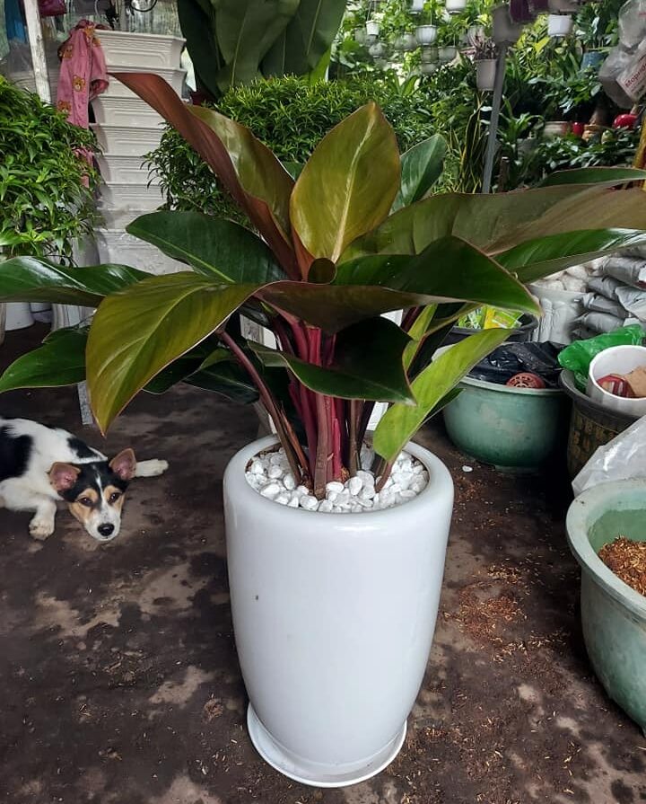 cây trầu bà đế vương