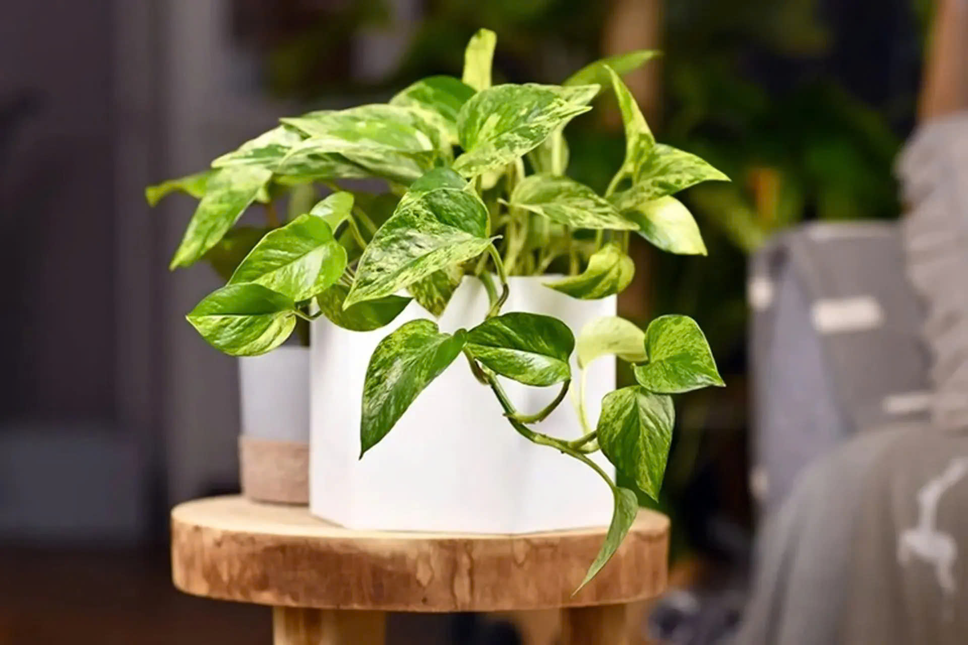 mệnh mộc trồng cây gì