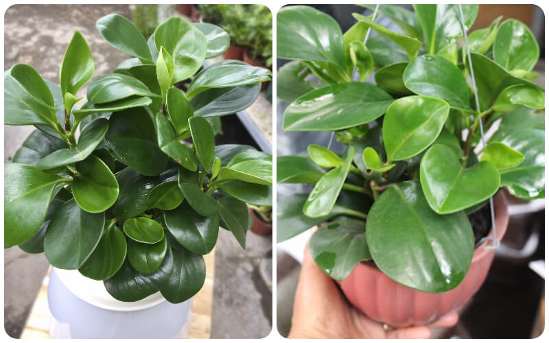mệnh mộc trồng cây gì