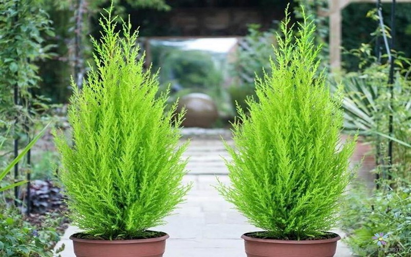 mệnh thủy trồng cây gì