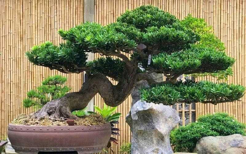 mệnh mộc trồng cây gì