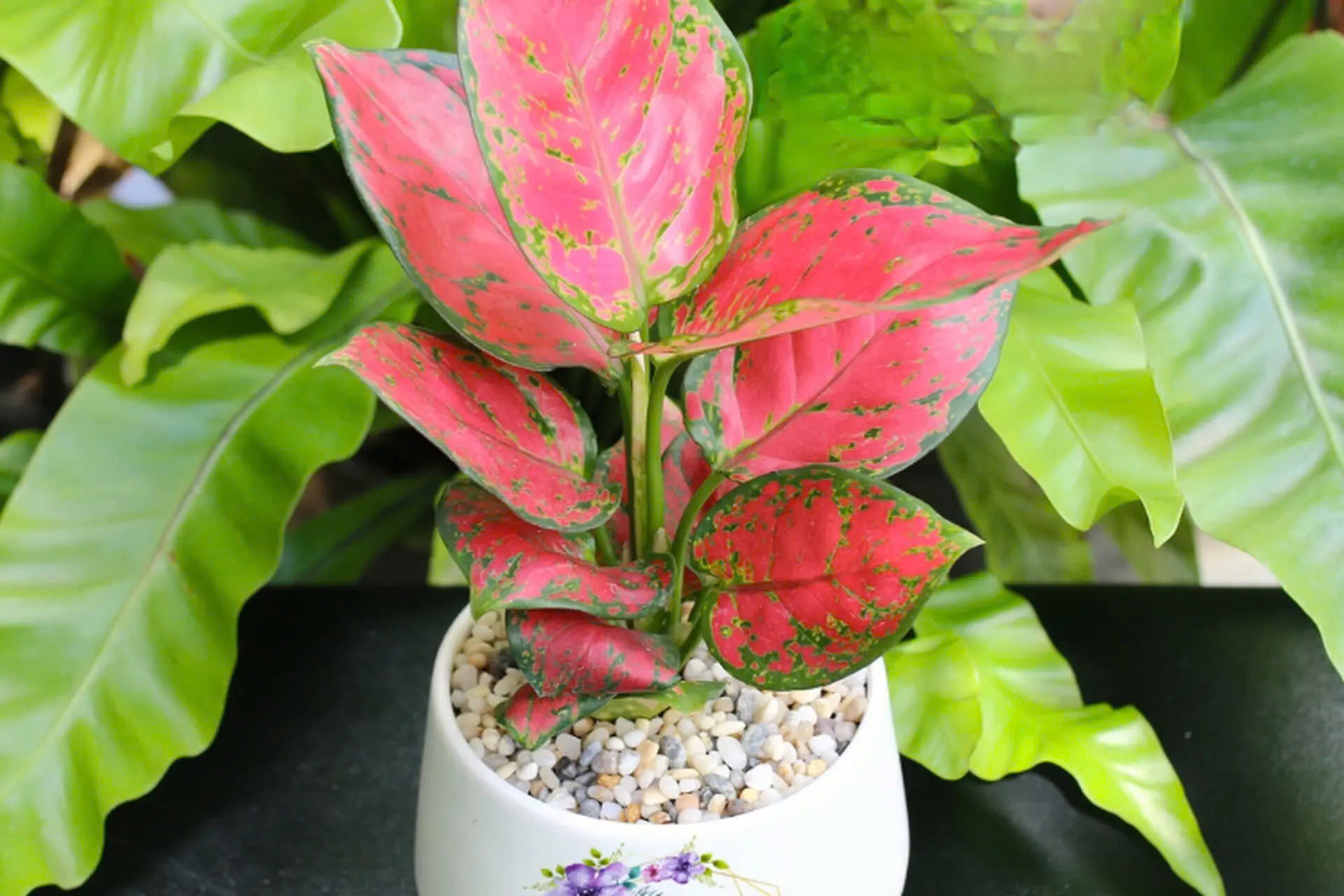 mệnh hỏa trồng cây gì