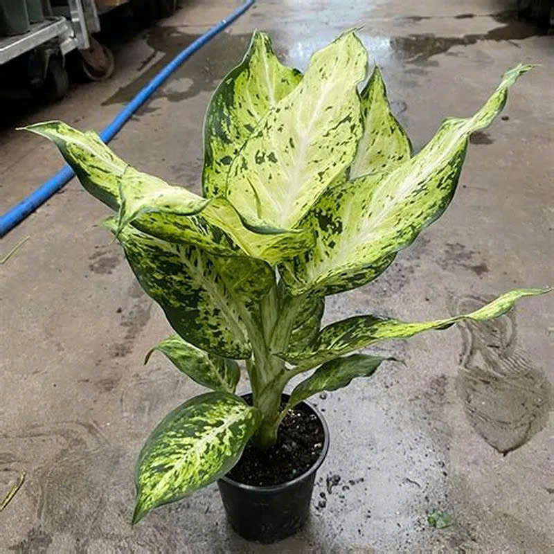 mệnh mộc trồng cây gì