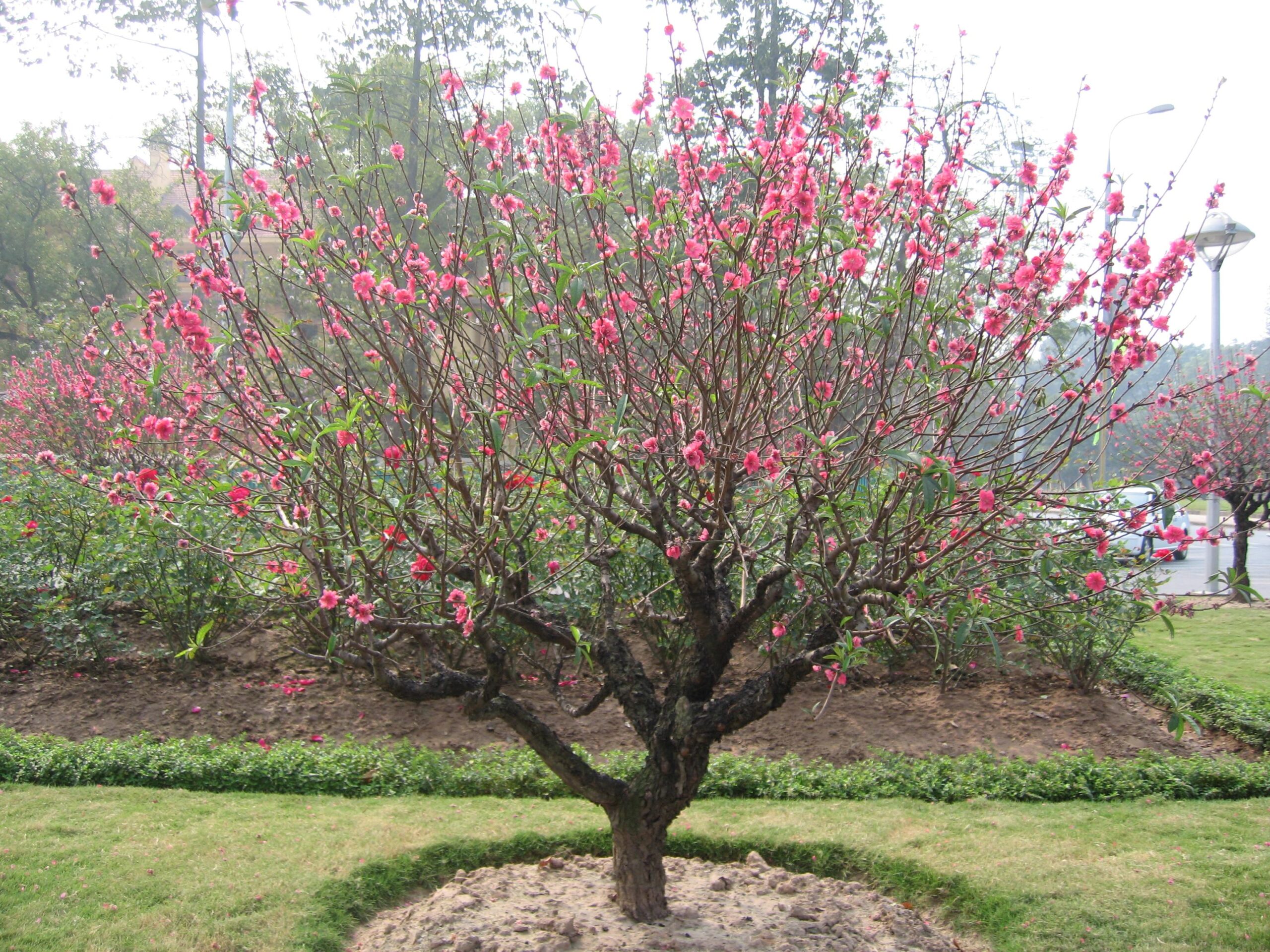 hoa đào ngày tết