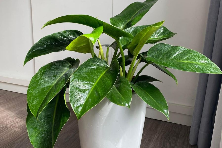 cây trầu bà đế vương