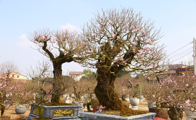 hoa đào ngày tết
