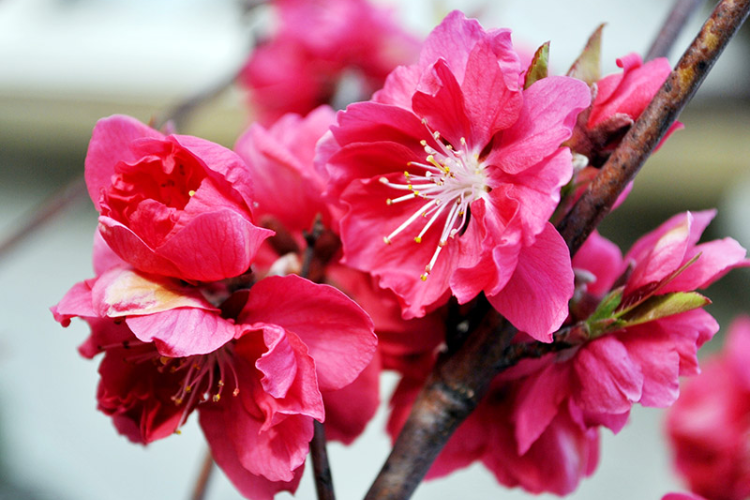 hoa đào ngày tết