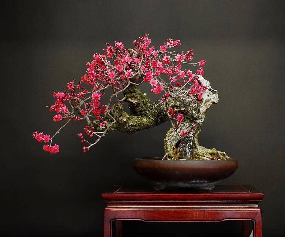 hoa đào ngày tết